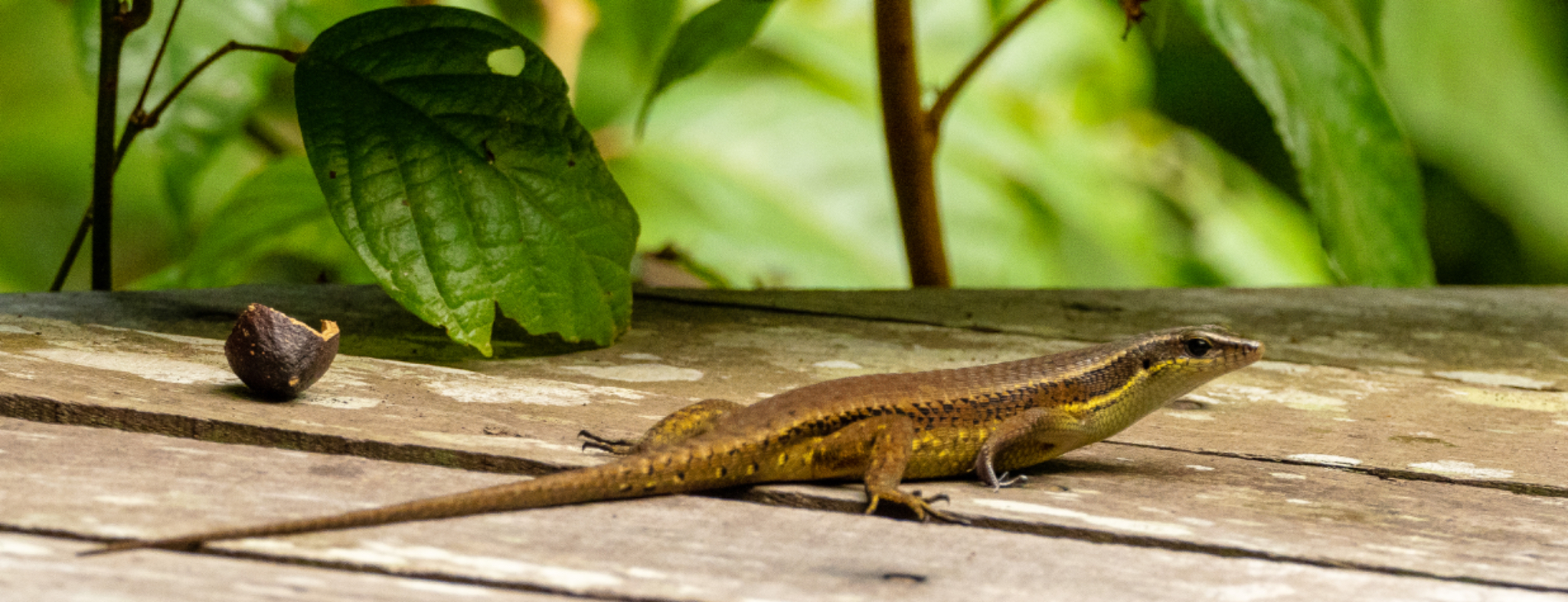 Common Sun Skink